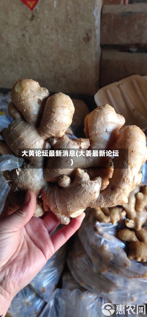 大黄论坛最新消息(大姜最新论坛)-第2张图片
