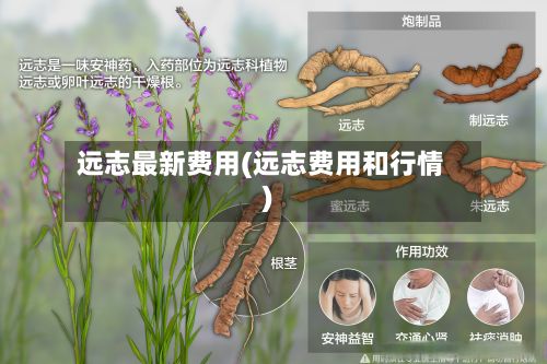 远志最新费用(远志费用和行情)