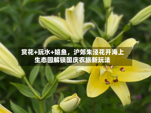 赏花+玩水+嬉鱼，沪郊朱泾花开海上生态园解锁国庆农旅新玩法