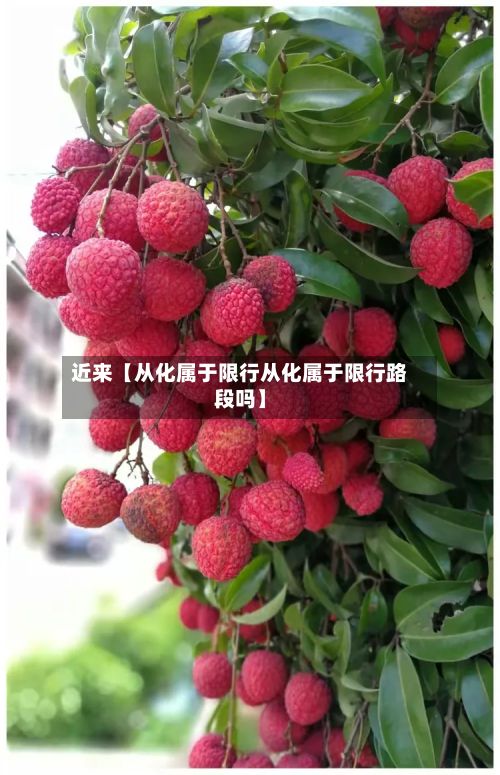 近来【从化属于限行从化属于限行路段吗】