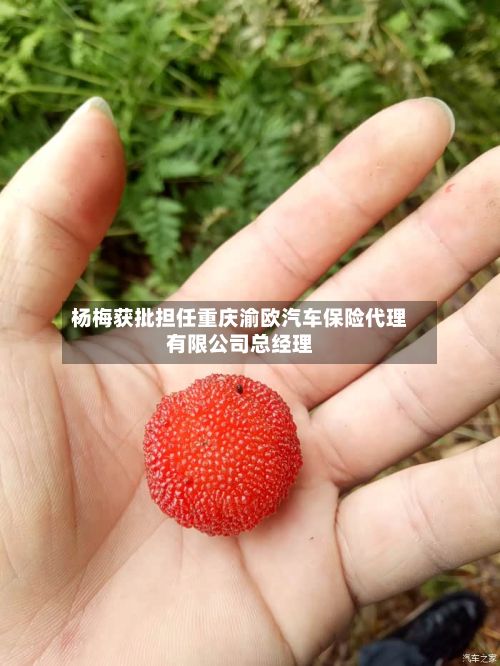 杨梅获批担任重庆渝欧汽车保险代理有限公司总经理