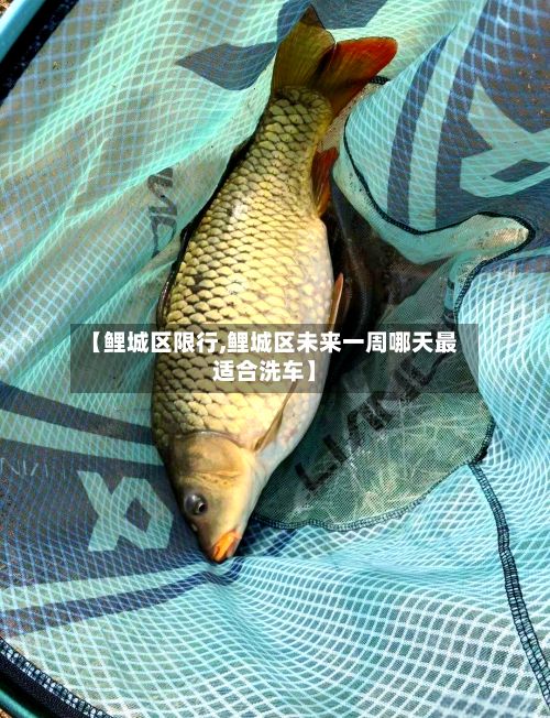 【鲤城区限行,鲤城区未来一周哪天最适合洗车】-第1张图片