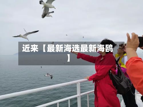 近来【最新海选最新海鸥】-第3张图片