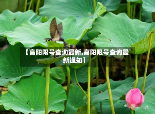 【高阳限号查询最新,高阳限号查询最新通知】-第2张图片